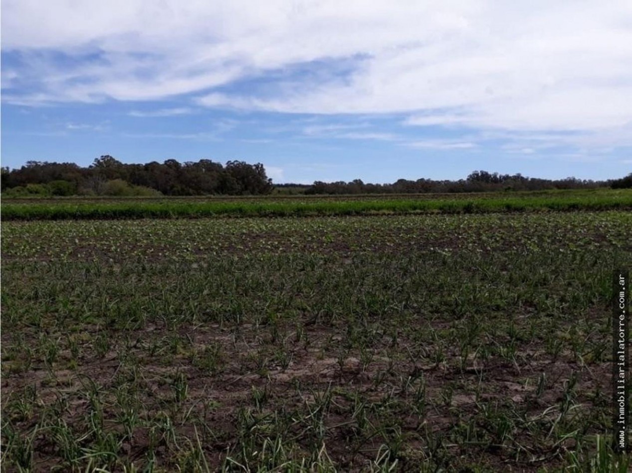 VENDE  11 LOTES, EN BLOCK O SEPARADOS, DE CASI 8 HECTAREAS TOTALES, ZONA LA  GLORIA DE LA PEREGRINA ,  A  METROS DE  LA  RUTA 226 