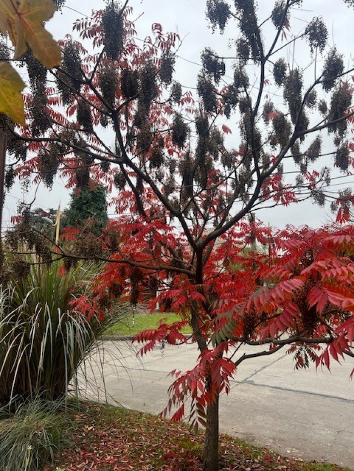 VENTA HERMOSO CHALET UBICADO EN PINOS DE ANCHORENA, 5 AMB. PARQUE, PILETA, GJE./ QUINCHO, VISITELA